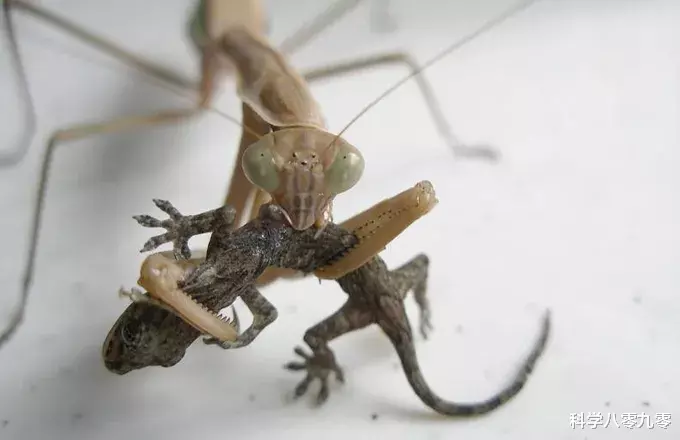 ##遇到克星了?大虎头蜂猝不及防,被螳螂秒杀、吃得只剩残肢!