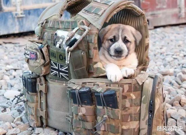 #防弹衣#身中12枪都没死？老外质疑中国防弹衣有钢板！