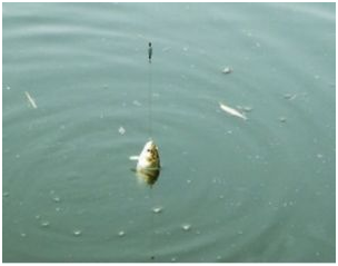 |钓鱼初学者都应该了解的知识（1）