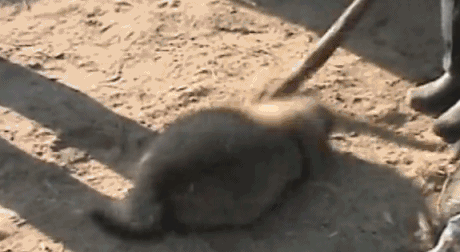 鳄鱼|你们都在聊《三十而已》的剧情,我却不寒而栗