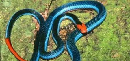 蟒蛇|世界十大最美的蛇,最后一个吓到了