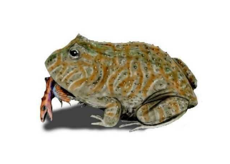 『恐龙』地球上体型最大的蛙类魔鬼蛙，它们豪横到会吃恐龙