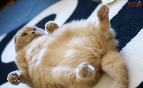 猫咪体味能防癌！？为了健康请大口吸猫！