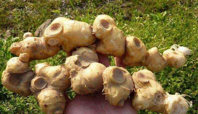 黄精|李时珍称它为“气血双补之王”，除风湿，强筋骨，润心肺，抗衰老