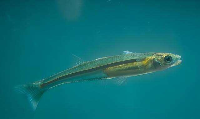 恶果@大量捕捞会使鱼类快速进化?人类留下“恶果”,大自然的报复来了