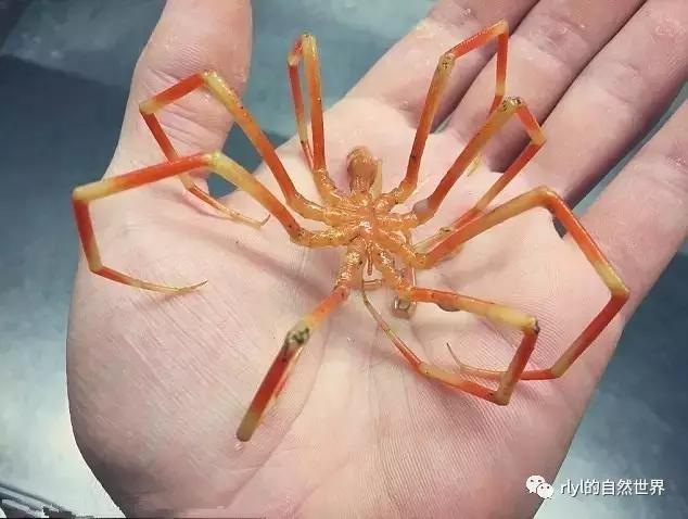 据说有些鱼的长相，全靠想象力！胆小的就不要点进去看了