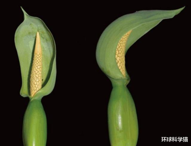 |云南发现新植物“运气海芋”，与我国大地变绿有关吗？