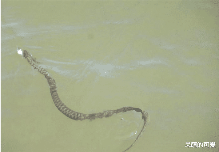 ：水深藏凶物！这些水底游荡的活物，一只比一只令人肝颤，谁钓起谁倒霉