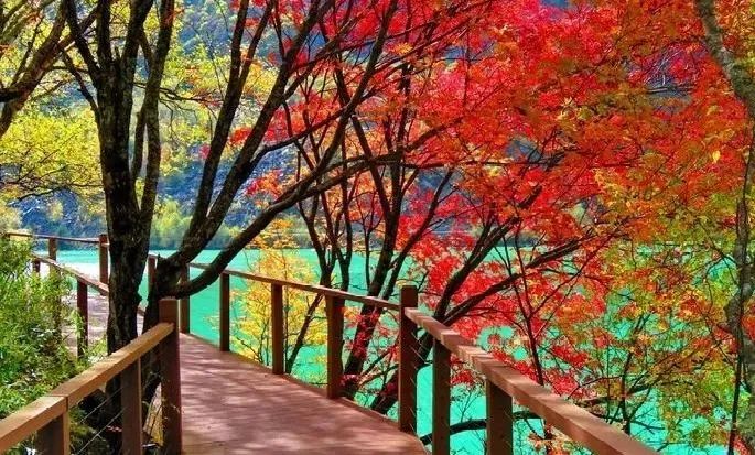 峨眉山|2020年红叶观赏指南!美成仙境,人少景美,还有温泉泡!