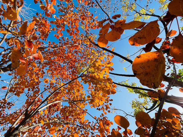 iphone12|iPhone 12 Pro镜头下的秋色：艳丽起来也很了不得