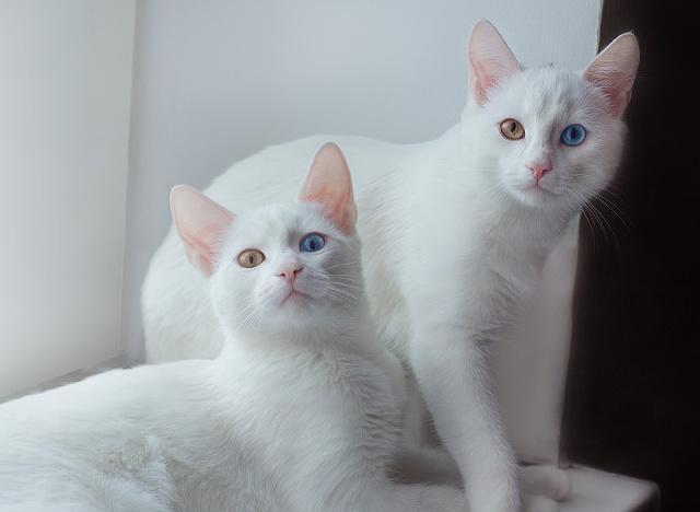 养猫这些年，我心里也是一点儿缝儿都没有了，憋屈死了