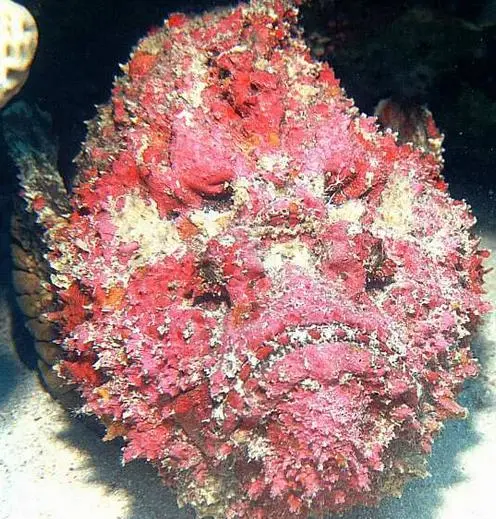 「蜘蛛」细数全世界十大剧毒的动物! 第一很艳丽, 第九却是难得的美食