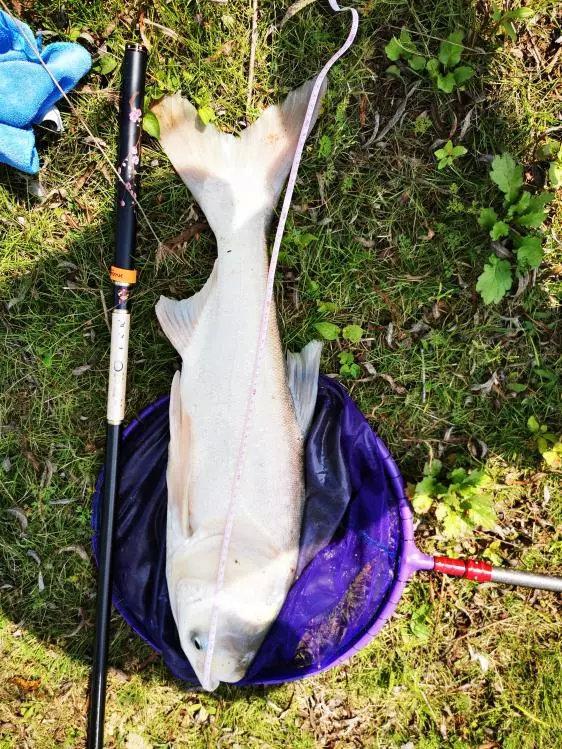 【空军】本汀鱼竿怎么样？超高性价比，一竿在手，淡水水域横着走！