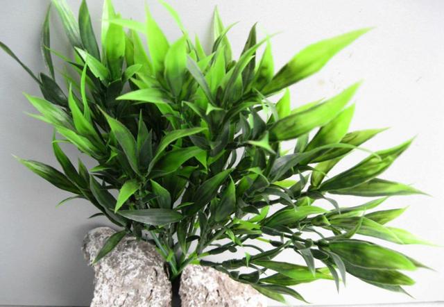 春节回家买这5种植物，不仅寓意好，而且易养漂亮，老花农都推荐