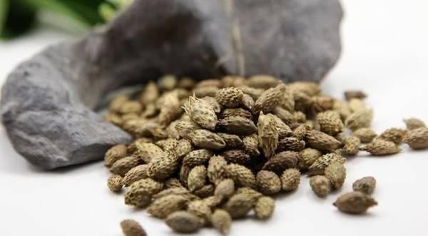 『鼻炎』鼻炎总不好,怎么办?一分钟学会的方子,简单管用!