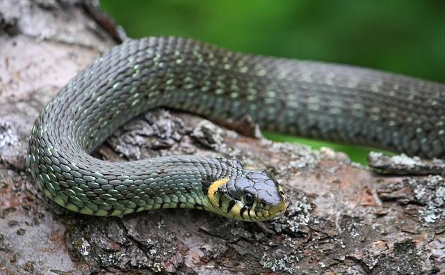 「」俗话说“打蛇打七寸”,蛇的“七寸”究竟是指什么地方?