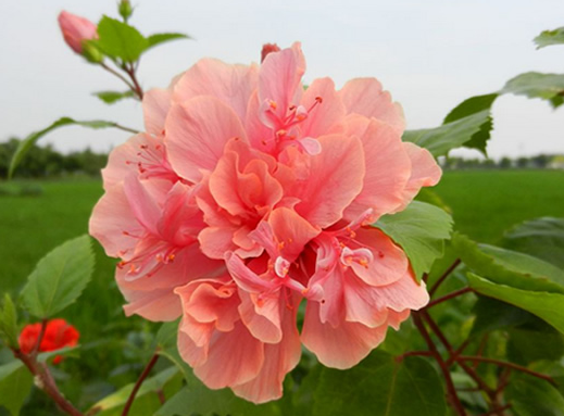 运势|8月苦尽甘来，4属相时来运转，迎来鸿运当头，状态越来越佳