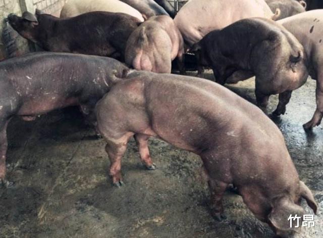 「毒蛇」毒蛇能咬死大象,却害怕“好吃懒做”的猪,这是为何?