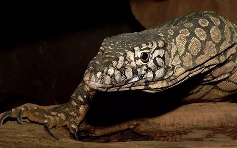 巨蜥|澳洲“顶级”的掠食者—眼斑巨蜥,把毒蛇当做辣条吃,抗毒能力远超平头哥