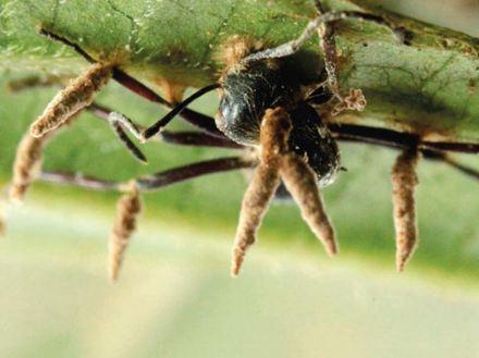 『科学家』世界上真的有僵尸病毒，已经在巴西雨林找到，希望不会威胁到人类