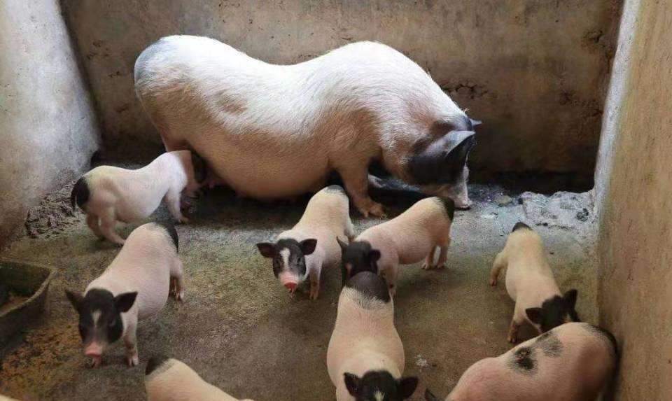 生猪价格▲现在猪价这么高，现在开始养母猪自繁自养，能不能赚到钱？