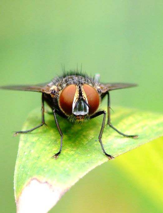 科学家|臭名昭著的苍蝇为什么从来不生病?