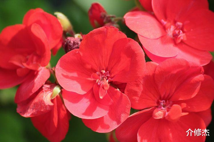 生肖|桃花运大红大紫数不清,9月,注定邂逅真爱的4大生肖!