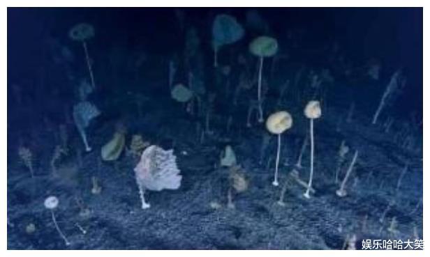 ▲海底3700米下拍到的一张图，让人不禁疑惑：这真的还是地球吗？