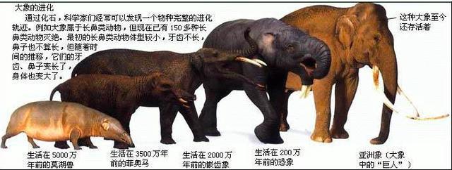 化石|9对乌龟在交配时惨变化石，最尴尬的是，4700万年后还要被人围观