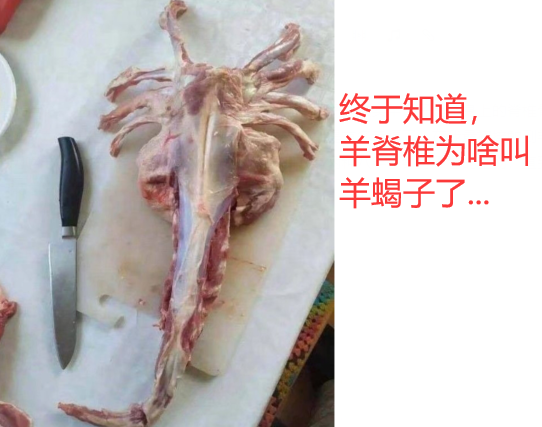 羊蝎子|“终于知道，羊脊椎为啥叫做羊蝎子了...”哈哈哈更像抱脸虫！