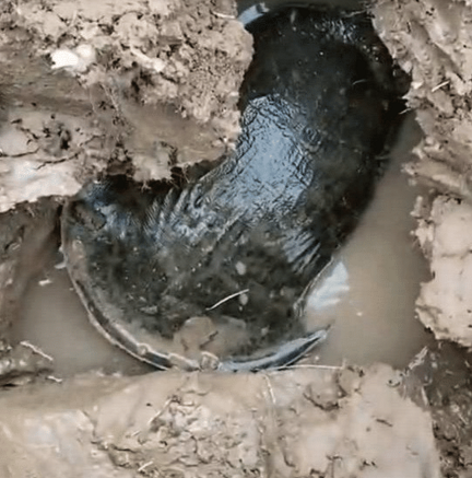 外星文明|王八、乌龟、鳖、甲鱼傻傻分不清楚?他们是不是同一个祖先?