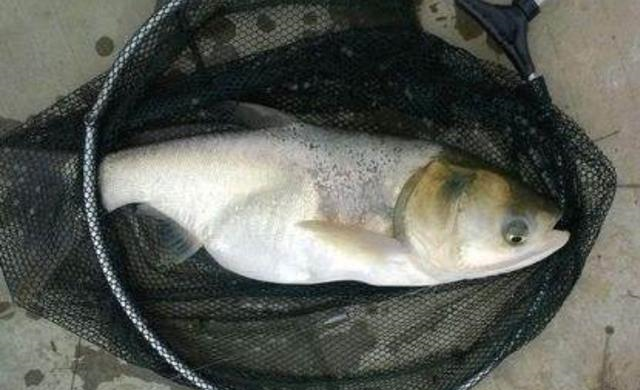 饵料|只有热天才好钓鲢鳙？别扯了，没用3大诀窍，可以封竿了！