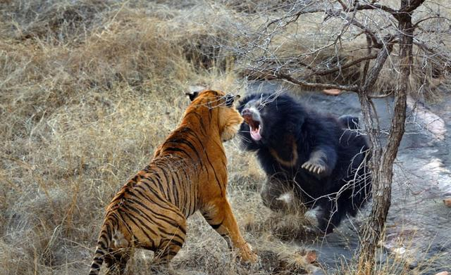 『北极熊』老王查吉尔+虎王戴尔能打过一只成年北极熊吗？