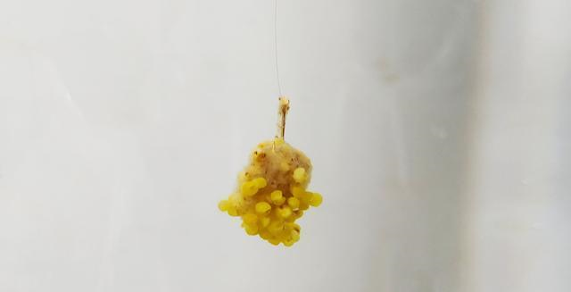 @夏钓攻略:短竿搜苇丛、长竿戳草洞、炮竿找草边的高效上鱼方法