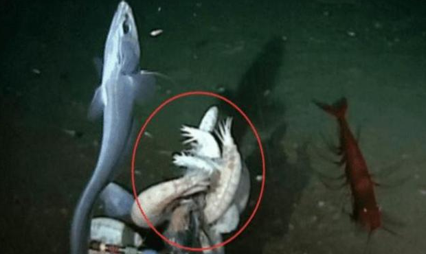 马里亚纳海沟▲位于马里亚纳海沟深处,科学家发现新物体,让人类难以相信!