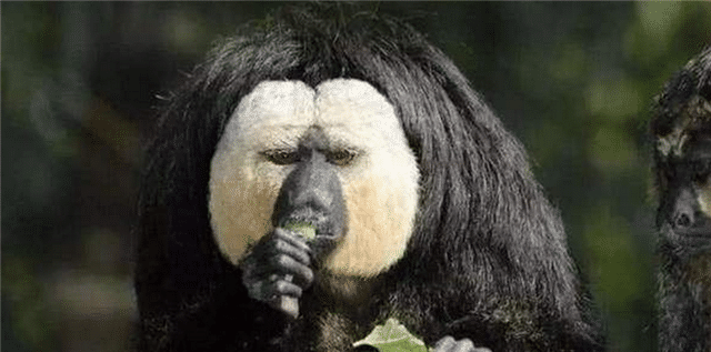 蜜獾@平头哥都害怕它，毒蛇被当作辣条吃，一口一条跟玩似的！