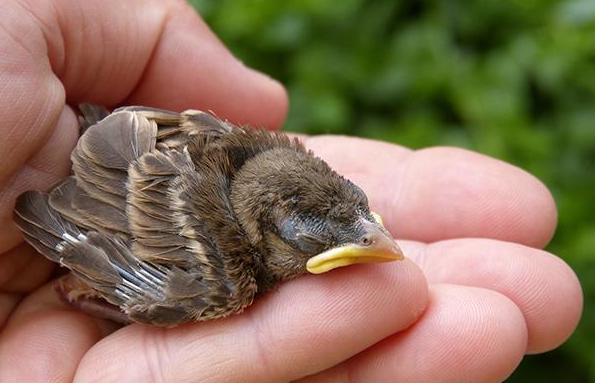 昆虫|为什么会有“麻雀养不活”的说法?