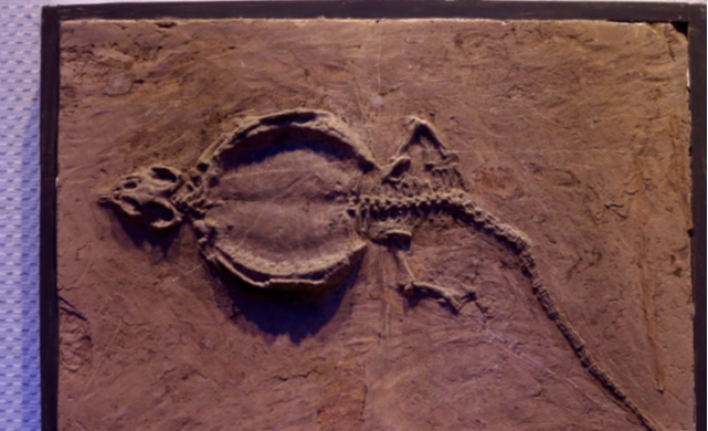 【化石】真龙的原型找到了!学者:此地发现的龙化石和传说中真龙极相似