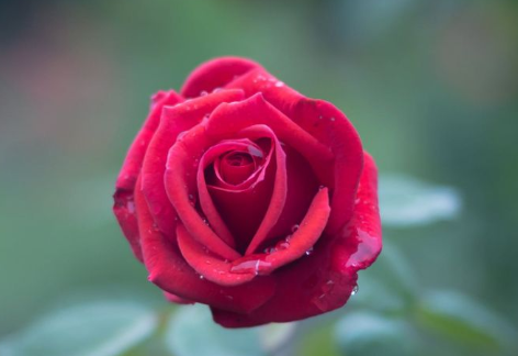 生肖|越胖越有福气的4生肖女，天生富贵命，是最不应该减肥的生肖