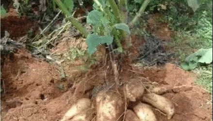 水果|长在土里的“3种”水果,我赌一大箱辣条,你只吃过其中一种!