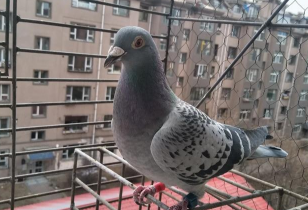 鸽子这几天不爱吃食，翻毛，是这种情况。