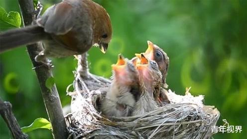 ：所有鸟窝都没有顶，遇到大雨怎么办？看完才知鸟类有多聪明
