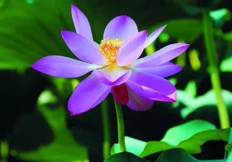 「运势」4月苦、5月富、2020年运势红得发紫，4生肖要发大财，财神进门