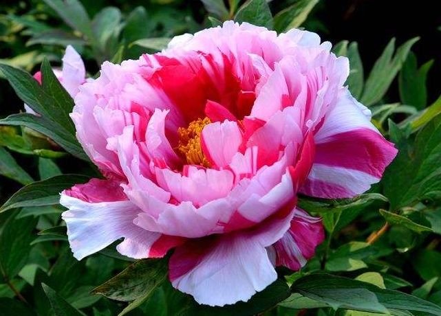 生肖|喜报:8月下旬运势最佳,财运长虹,喜事连连,贵人相助的3生肖