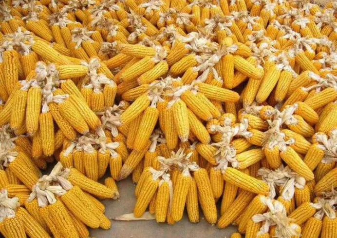 生肖|八月起有贵人相助,事业游刃有余,财运稳步提升,财福双全的生肖