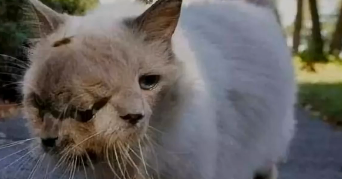 『核辐射』在经受核辐射的日本，发现的怪异生物