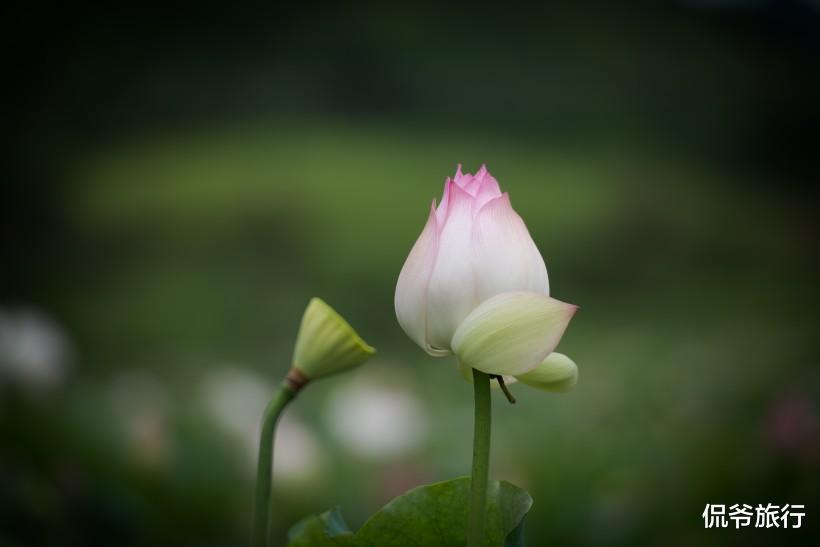 运势■迎来发展“黄金期”3生肖6月22号起，运势上上签，赚得财帛金库满溢