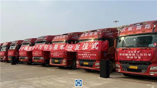 死亡证明|吃不到了！蒙古国捐赠的3万只羊不流入市场，将送给这些人