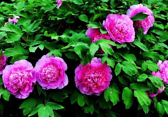 生肖|8月,旧情人回头,哭着求复合,3生肖心软答应,余生依旧可以幸福