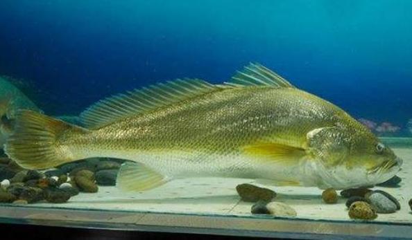 「食材」6种中国“顶级食材”，看似不起眼按克卖，普通人望尘莫及